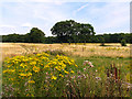 Open Land near Marsh Lane in RG18 9XX