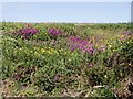 Heather and gorse on Lady Downs in TR20 8LL