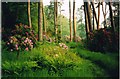 Rhododendrons in Dundock Wood, Hirsel Estate, Coldstream in TD12 4LW