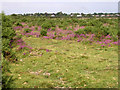 Bagshot Moor, East Boldre, New Forest in SO42 7WD