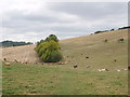 Ridgeway Path, cattle and pasture near Bledlow in OX39 4BL