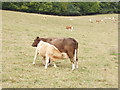 Cow with large calf suckling, near Bledlow in OX39 4BL