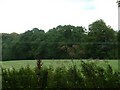 Farmland with New Copse in the background in RG9 5LP