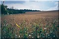Cornfield near Walcot in OX7 3HL