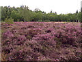 Heather near Newtown in RG20 9BG