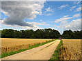 Barley Fields near Ecchinswell in RG20 4TX