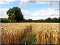 Barley Field near Ecchinswell in RG20 4TX