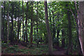 Durncomb's Copse in SO30 0LJ