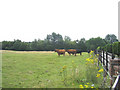 Grazing Cattle, Doddinghurst Place, Essex in CM15 0LU