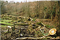 Meshaw: hedge laying in EX36 4ND