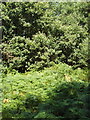 Oak trees and bracken on Summer Heath in RG9 6JS