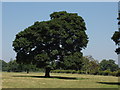 Sycamore Tree in Turville Park in RG9 6JS