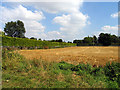 Farmland in Horsemoor in RG20 8XB