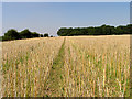 Harvested Rapeseed Land near Beedon Common in RG20 8SW
