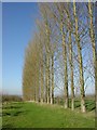 Poplar Trees, Machine Farm in WR10 2GY