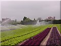 Field of lettuce, Upper Moor in WR10 2PX