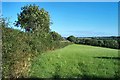 Fields near Curtisknowle in TQ9 7JY