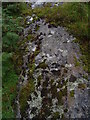 Lichen growing on exposed rock in PH50 4RJ