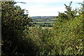 Trees on Cleeve Hill, near Cleeve Prior in WR11 8JY