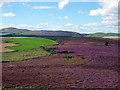 Heather moorland between Dodd Hill and Lorns Hill in DD4 0PU