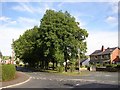 Trees at Smith House Lane, Lightcliffe, Hipperholme in HD6 4BR