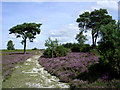 Path on Mount Hill, Red Shoot Plain, New Forest in BH24 3LQ