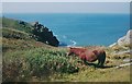 Grazing, Predannack Head. in TR12 7HA