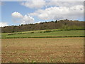 Fields near Shalford in GU4 8AJ
