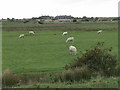 Sheep and Watch Houses in TN36 4LU