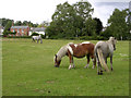 New Forest ponies grazing on Waters Green, Brockenhurst in SO42 7RH