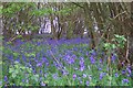 Bluebell copse in RG25 2RP