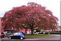 Copper Beech Tree, Woodhey Court, Alma Road, Sale in M33 4DB