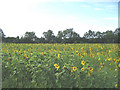 Sunflowers, near Hoo Green, Suffolk in IP13 7QH