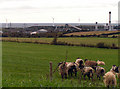 Sheep farm, wind farm and factory in CA14 1BQ