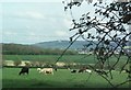 Cows grazing by Brokerswood Country Park in BA13 4EF