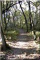 Bushy Leaze Copse in OX2 9NX