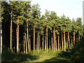 Conifers in the Dunces Arch Inclosure, New Forest in SO43 7BU