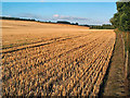 Corn field east of Otley in LS21 2QF