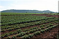 Field of Potatoes in HR9 7WT