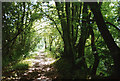 Buckland St Mary: woodland path in TA20 3QB