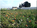 Pumpkin patch by Oaks Track SM6 in SM5 4PY