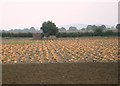 Field of Pumpkins in WR11 2RG