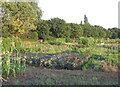 Allotments, Silsoe, Beds. in MK45 4QN