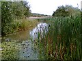 Shirebrook Nature Reserve in S13 7PN