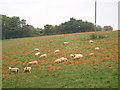 Sheep and poppies in RG17 0PD
