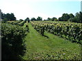 Denbies Vineyards in RH4 1LN