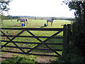 Paddock with horses, Whittlesford, Cambs in CB22 4PD