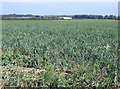 Weedy onion crop south of Thriplow, Cambs in SG8 7HZ