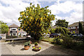 Laburnum tree in Orford Road in M25 2NH