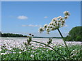 Field of poppies behind Sparsholt College - North West in SO21 2NE